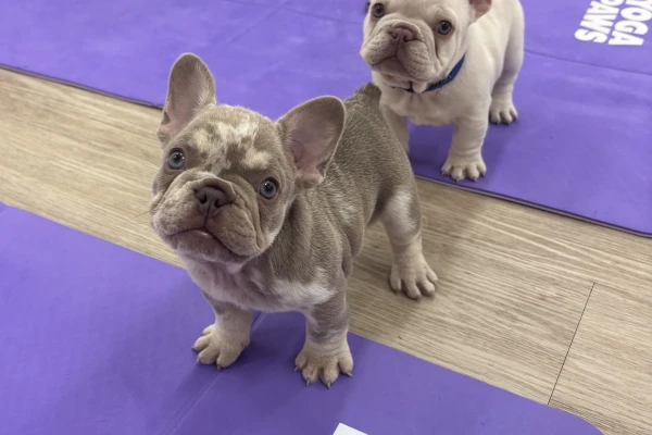 Sydney Puppy Yoga | Yoga Paws